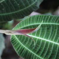 Miconia calvescens DC.